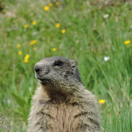 Martha Locanda Nauders